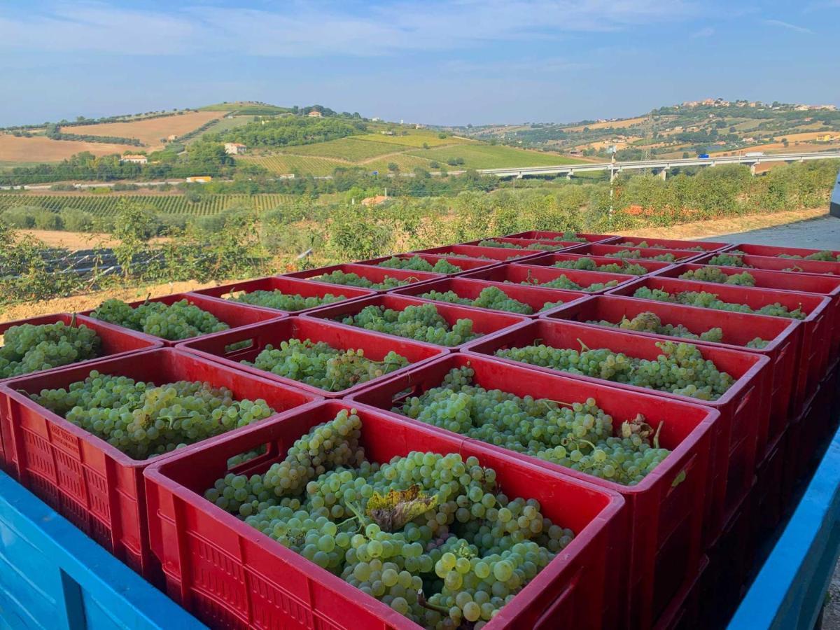 Agriturismo Biocore 2 - Colledoro จูเลียโนวา ภายนอก รูปภาพ